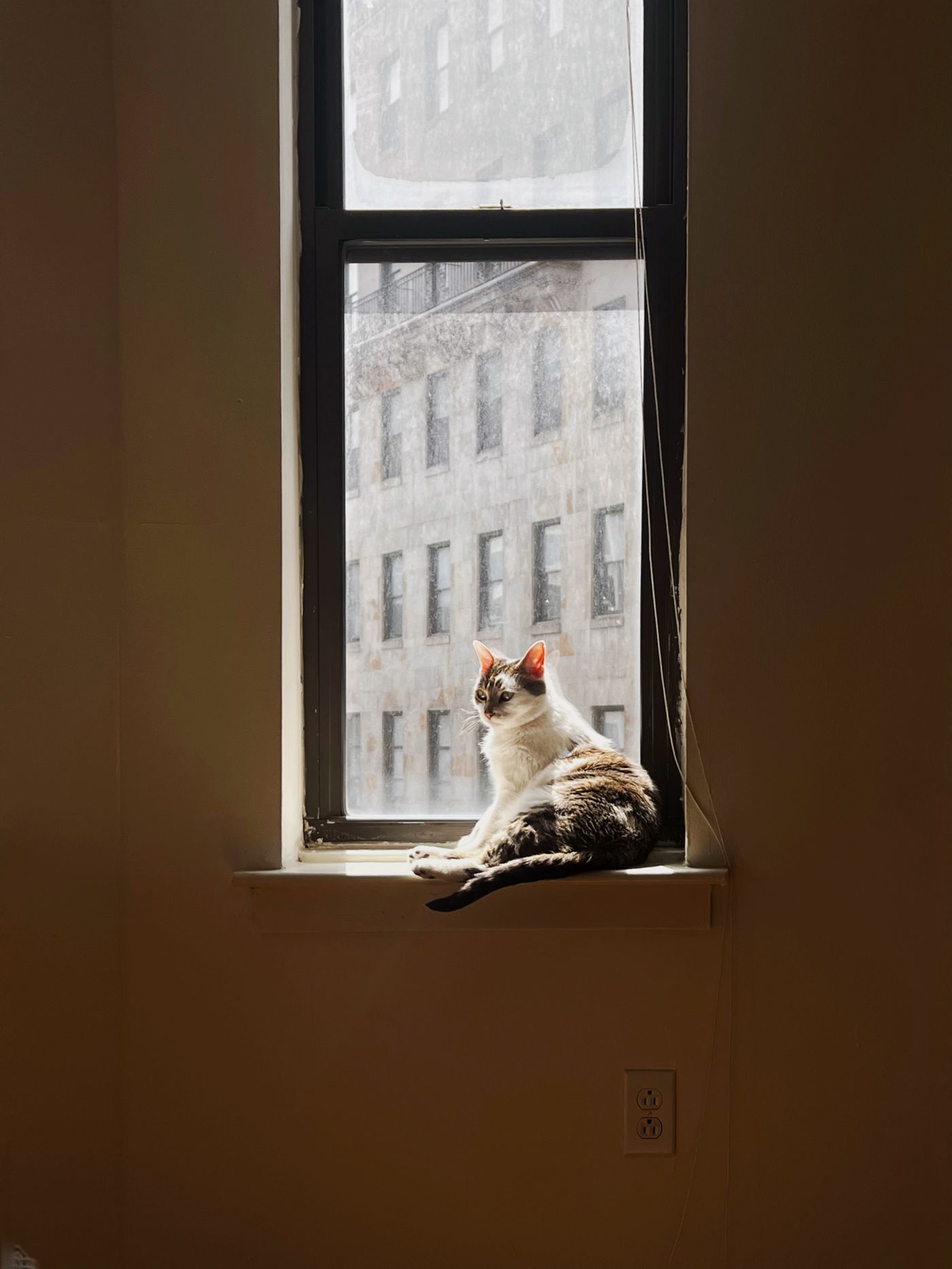 猫在自然光下的窗台上休息